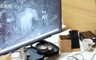 AI如何精准监测盗猎行为？