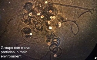 青蛙细胞活体机器人是啥？能干啥？