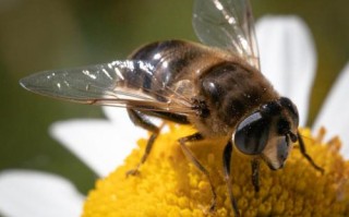 无人机为何被称大苍蝇？