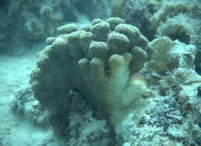 软体机器人 octobot-第3张图片-广州国自机器人