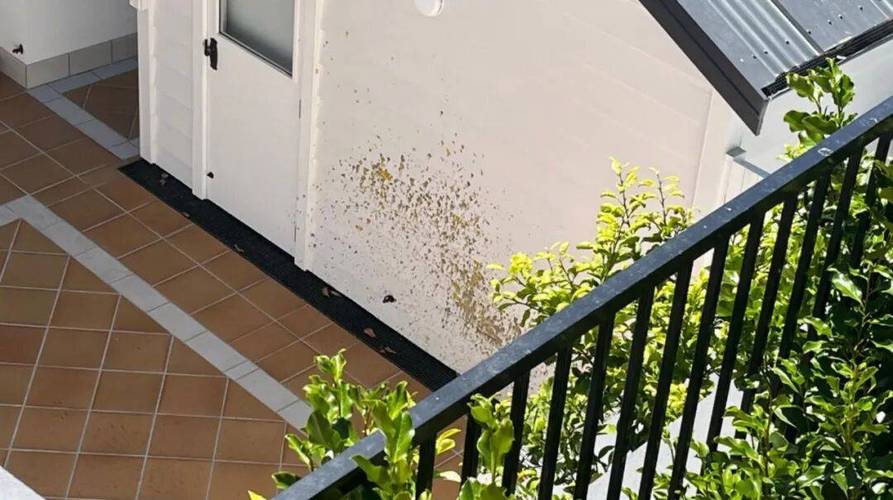 新西兰自家后院能随意飞无人机吗？-第2张图片-广州国自机器人