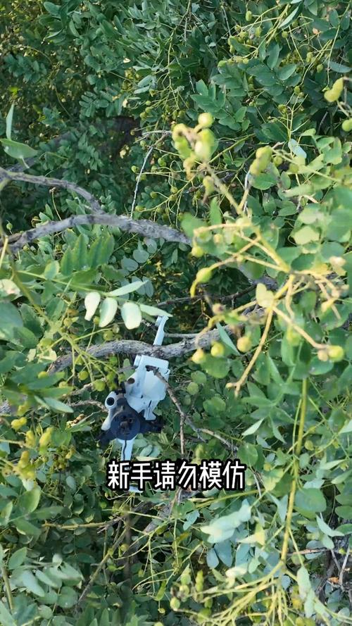 无人机挂在树上怎么办-第1张图片-广州国自机器人