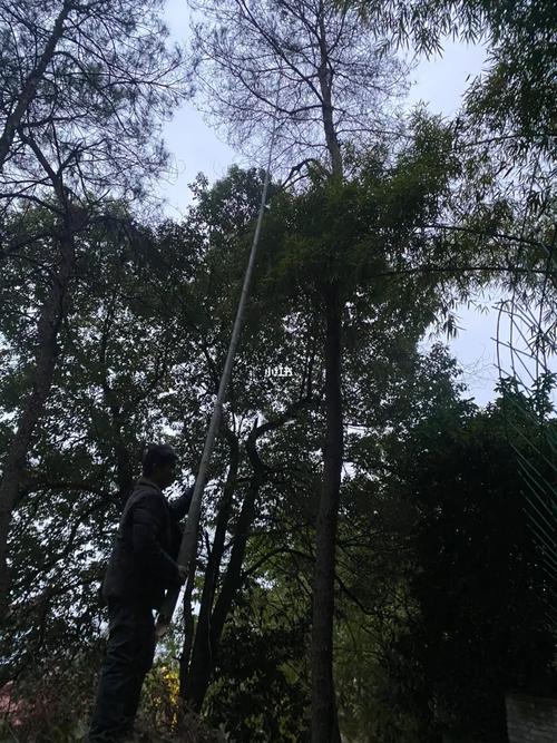 无人机挂在树上怎么办-第2张图片-广州国自机器人