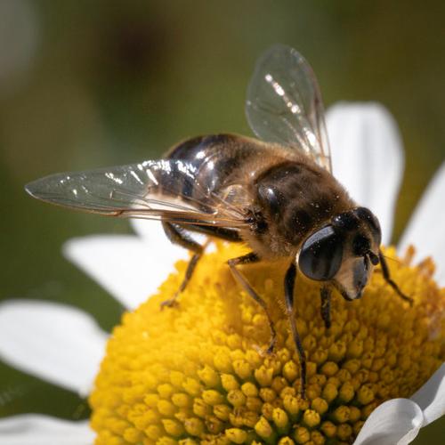 无人机为何被称大苍蝇？-第1张图片-广州国自机器人