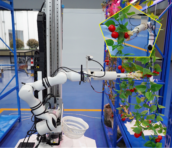 西红柿采摘葡萄机器人-第1张图片-广州国自机器人 西红柿采摘葡萄机器人-第1张图片-广州国自机器人