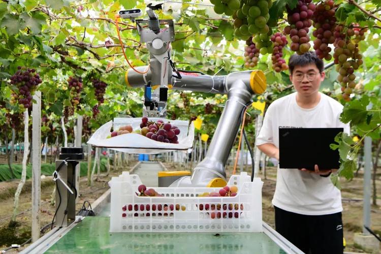 西红柿采摘葡萄机器人-第2张图片-广州国自机器人 西红柿采摘葡萄机器人-第2张图片-广州国自机器人
