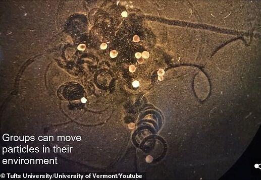 青蛙细胞活体机器人是啥?能干啥?-第1张图片-广州国自机器人 青蛙细胞活体机器人是啥?能干啥?-第1张图片-广州国自机器人