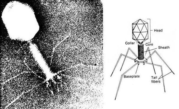 纳米机器人如何精准改变人类基因?-第1张图片-广州国自机器人 纳米机器人如何精准改变人类基因?-第1张图片-广州国自机器人