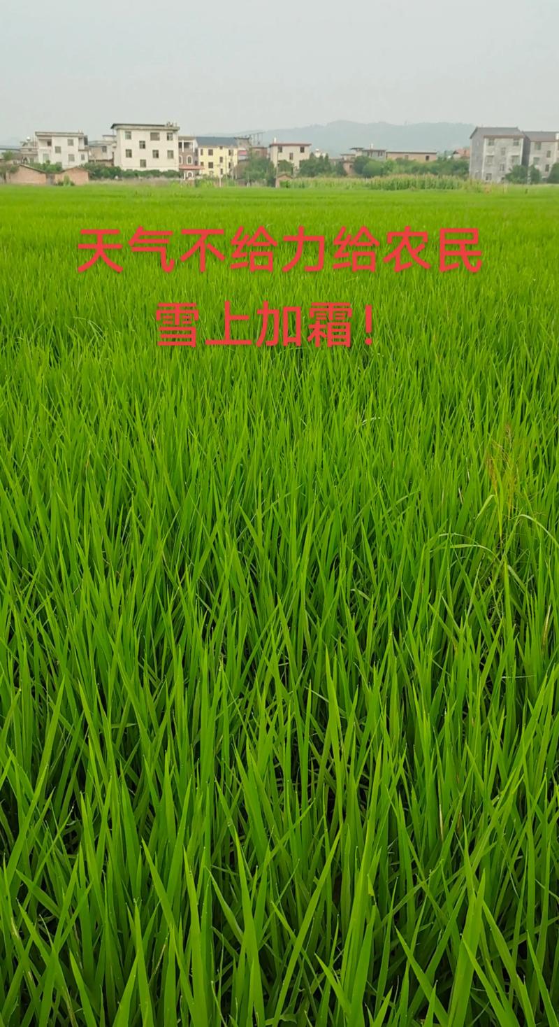 无人机飞防植保队名片有何作用？-第2张图片-广州国自机器人
