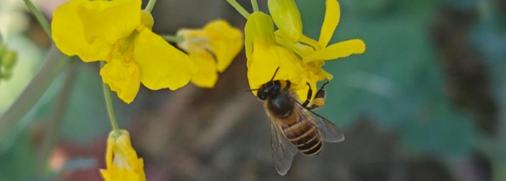 无人机真能代替蜜蜂授粉吗？-第2张图片-广州国自机器人